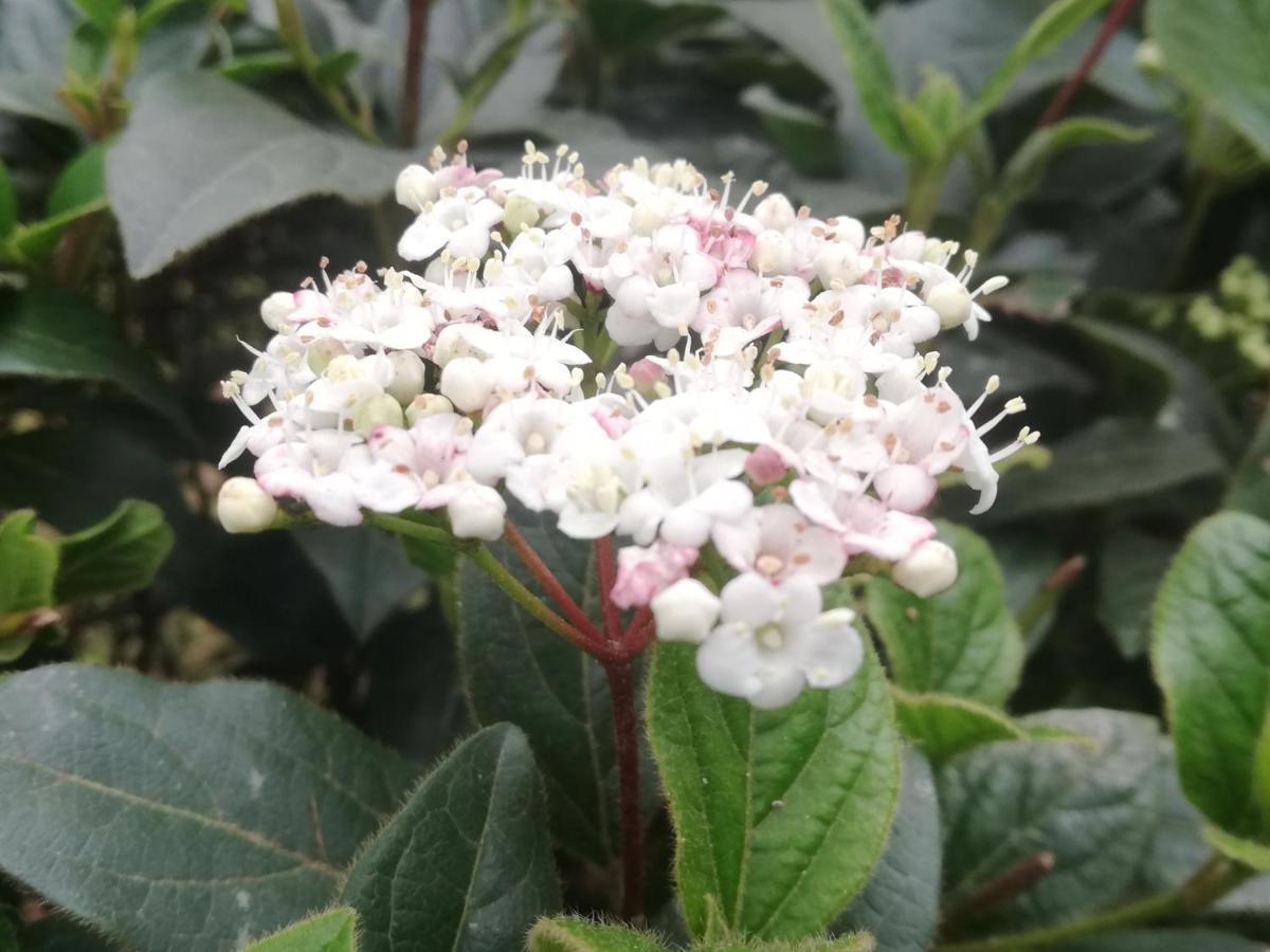 Vila Flori كوبر المظهر الخارجي الصورة